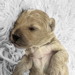 Goldendoodle Puppies from True Friend Doodles