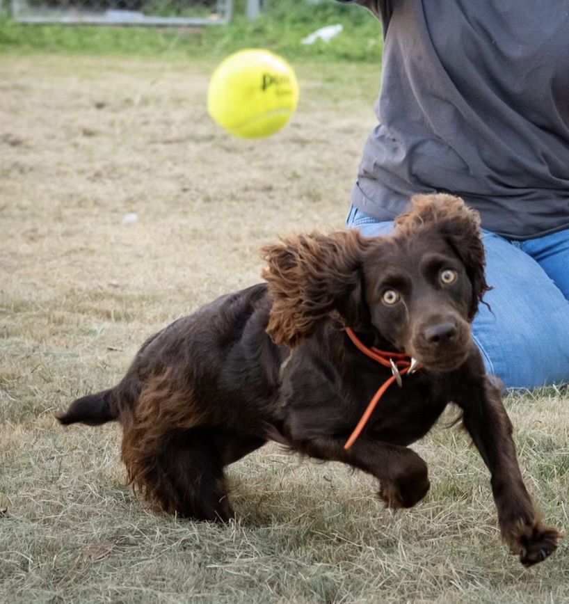 Arklahoma Boykins in Arkansas | Boykin Spaniel puppies | Good Dog