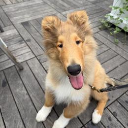 Hayden - Sable and white female Collie puppy in Baltimore, Maryland from Clarity
