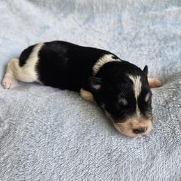 Raymond - Parti male Miniature Schnauzer puppy in Crosby, Texas from Raisin' the Woof Schnauzers