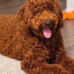 Nyla - Poodle