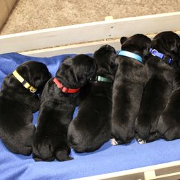 Cane Corso Puppies from Royal Class Kennels