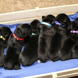 Cane Corso Puppies from Royal Class Kennels
