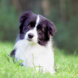 Shania - Border Collie