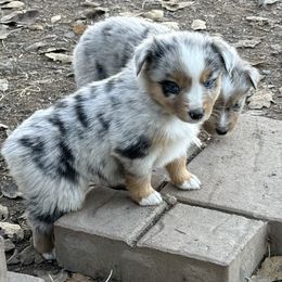 Stevie - Blue merle female Miniature Australian Shepherd puppy in North Lakeport, California from Wild Rose Ranch