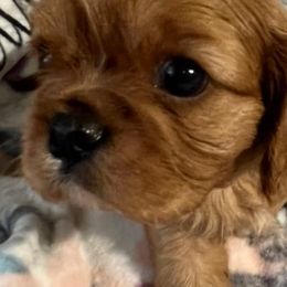 Cavalier King Charles Spaniels from Laura's Cavaliers