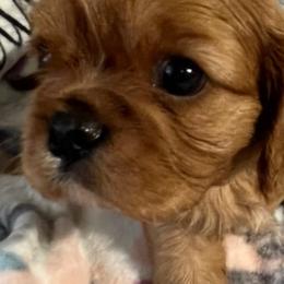 Cavalier King Charles Spaniels from Laura's Cavaliers