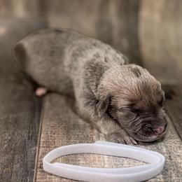 White Collar - Gray and fawn female Cane Corso puppy in Catawba, North Carolina from Catawba Cane Corso
