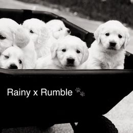 Golden Retriever Puppies from HuesofGold Halos