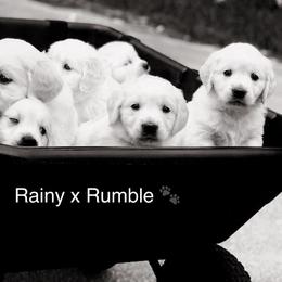 Golden Retriever Puppies from HuesofGold Halos