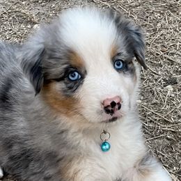 Girl 1 - Blue merle Australian Shepherd puppy in Blum, Texas from 4P Poteet Farms