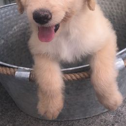 Aussiedoodles from Fancy Farm Dog