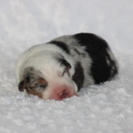 Amarillo - Blue merle male Miniature Australian Shepherd puppy in Circleville, Utah from Canyon Creek Aussies