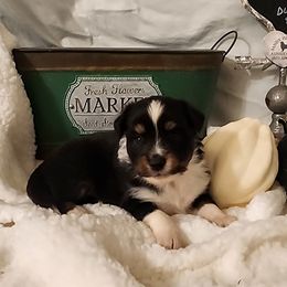Milo - Black tri male Toy Australian Shepherd puppy in Logansport, Indiana from Sandy Hill Farm Aussies, LLC