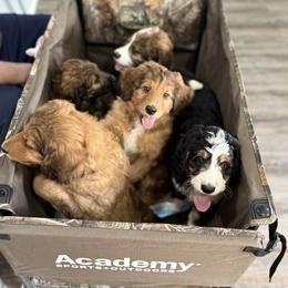 Airedale Terrier, Bernedoodle, and Bernese Mountain Dog Puppies from Beitzel Babies