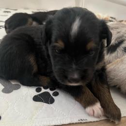 Pepper - Black tri male Miniature Australian Shepherd puppy in Denair, California from CenCal Mini Aussies