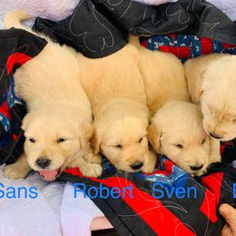 Golden Retriever Puppies from Red Barn Golden’s
