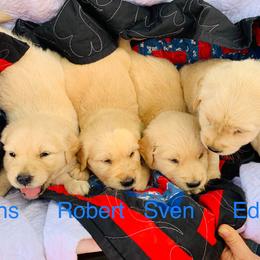 Golden Retriever Puppies from Red Barn Golden’s
