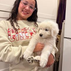 Blue Boy - White male Maremma Sheepdog puppy in Kings County, California from Prancing Pony Farm Maremma Sheepdogs
