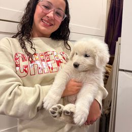 Blue Boy - White male Maremma Sheepdog puppy in Kings County, California from Prancing Pony Farm Maremma Sheepdogs