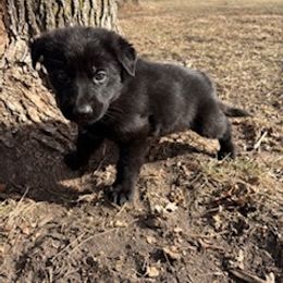 German Shepherd Puppies from Czech Working Lines