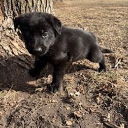 German Shepherd Puppies from Czech Working Lines
