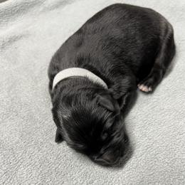 Boy 1 grey - Bi-color male German Shepherd puppy in Sharon Grove, Kentucky from Julie’s Shepherds