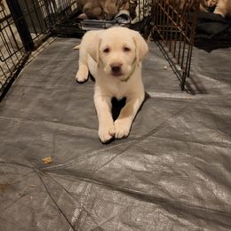 Dilute Retriever and Labrador Retriever Puppies from Southernend Silvers