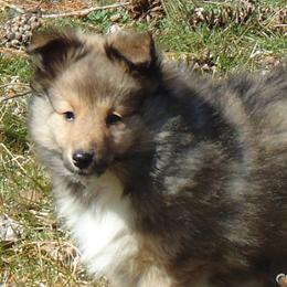 Shetland Sheepdog puppies from Elaraia Shetland Sheepdogs