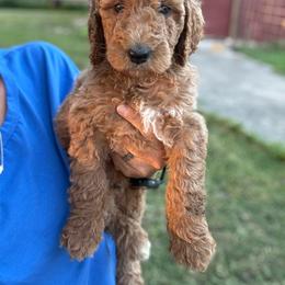 Tide - Apricot male Goldendoodle puppy in Inez, Texas from Heavenly H Doodles