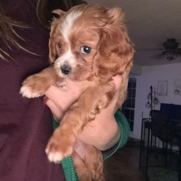 Jack - Red male Cavapoo puppy in Albuquerque, New Mexico from Enchantment Cavapoo & Pugapoo Puppies