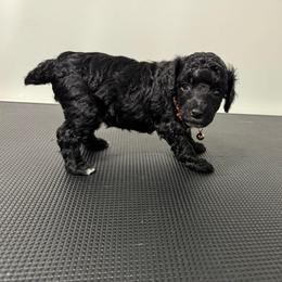 Mr. Onxy - Black male Poodle puppy in Gainesville, Florida from Pet Inn Xxweetdoodles