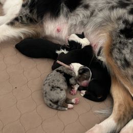 Miniature Australian Shepherd Puppies from Mill Creek Miniature Australian Shepherd