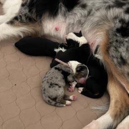 Miniature Australian Shepherd Puppies from Mill Creek Miniature Australian Shepherd