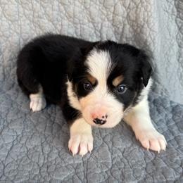 Boy 1 - Tri-color male Border Collie puppy in Centerville, Washington from Forthright Farms