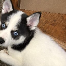 Pomskies and Siberian Huskies from Blue Mini Wolfz Kennel