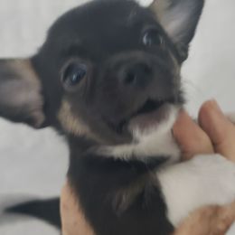 Tater - Black and white male Chihuahua puppy in Nc, Florida from Brusseluv2