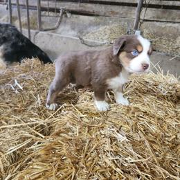 Girl 4 - Red tri-color female Australian Shepherd puppy in Jersey Shore, Pennsylvania from Lone Tree Aussies