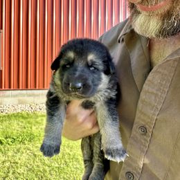 German Shepherd Puppies from Bear Lake Shepherds