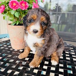 Isaac - Blue merle male Bernedoodle puppy in Bowling Green, Ohio from FDF Pyredoodles & Bernedoodles