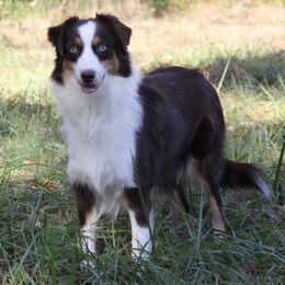 Sabra - Australian Shepherd