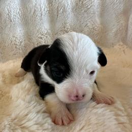 Bruno - White and black male Pembroke Welsh Corgi puppy in Cashion, Oklahoma from Shabby Chic Corgis