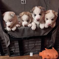 Siberian Husky Puppies from Marsh Creek Huskies