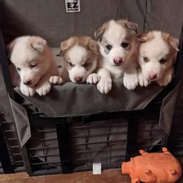Siberian Husky Puppies from Marsh Creek Huskies