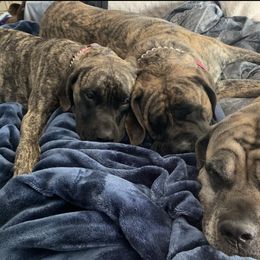 Mastiff Puppies from Eagle Pond Mastiffs
