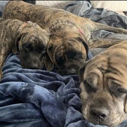 Mastiff Puppies from Eagle Pond Mastiffs