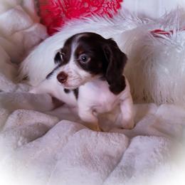 Dachshund and Great Dane Puppies from AZ's Prestigious Minature Dachshunds