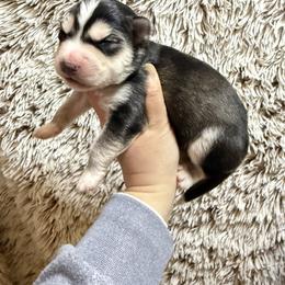Harley - Black tan and white male Siberian Husky puppy in Lunenburg, Vermont from SNOW WOOLY HUSKY