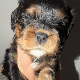 Bt girl 2 - Black and tan female Cavalier King Charles Spaniel puppy in Queen Creek, Arizona from Andresen's Cavaliers