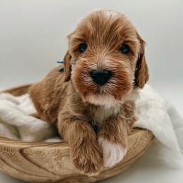 Goldendoodle Puppies from Ritzy Creek Doodles